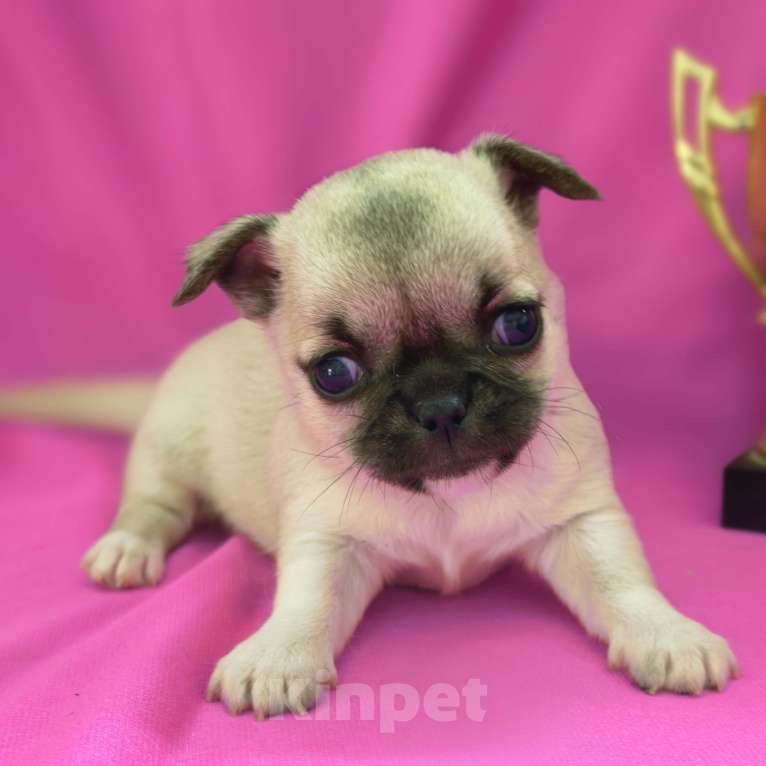 Собаки в Москве: Чихуахуа девочка гладкошерстная Девочка, 45 000 руб. - фото 1