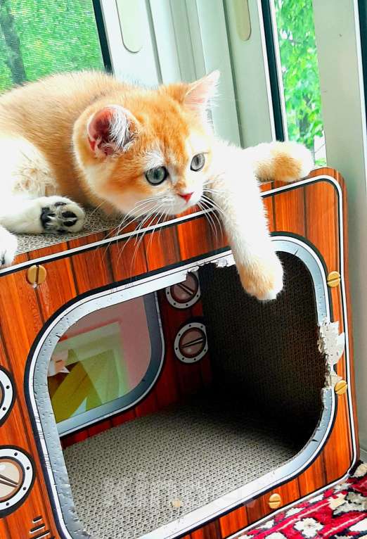 Кошки в Москве: Золотой британский мальчишка шиншилла  Мальчик, 40 000 руб. - фото 3