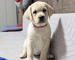 Собаки в других городах Московской области: Палевый щенок лабрадора Девочка, 80 000 руб. - фото 1
