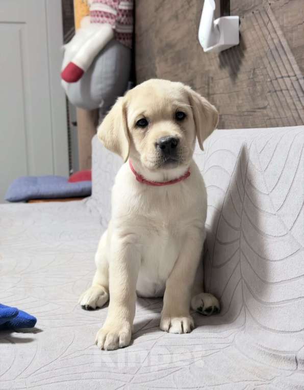 Собаки в других городах Московской области: Палевый щенок лабрадора Девочка, 80 000 руб. - фото 1