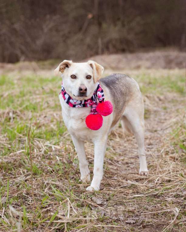 Собаки в Москве: Весёлая небольшая девчонка в добрые рук! Девочка, Бесплатно - фото 2