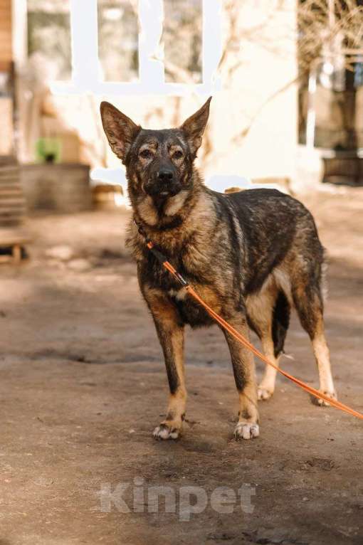 Собаки в Всеволожске: Собачка Боня очень хочет стать домашней Девочка, Бесплатно - фото 2