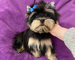 Собаки в Москве: Яркий йорк мальчик стандарт бэби фейс Мальчик, 39 000 руб. - фото 8
