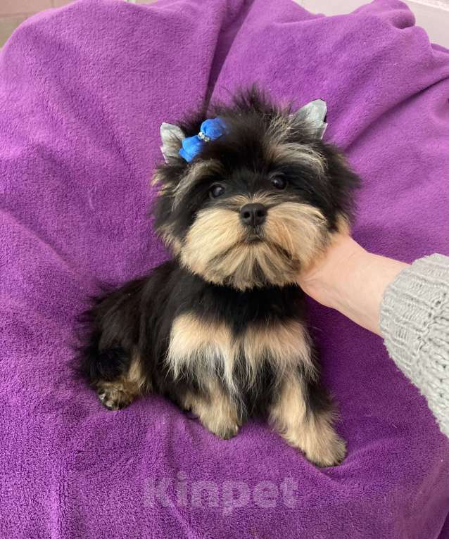 Собаки в Москве: Яркий йорк мальчик стандарт бэби фейс Мальчик, 39 000 руб. - фото 8