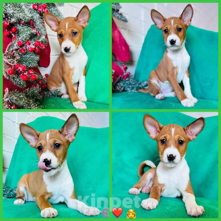 Собаки в Москве: Щенки басенджи Разнополые, 70 000 руб. - фото 4