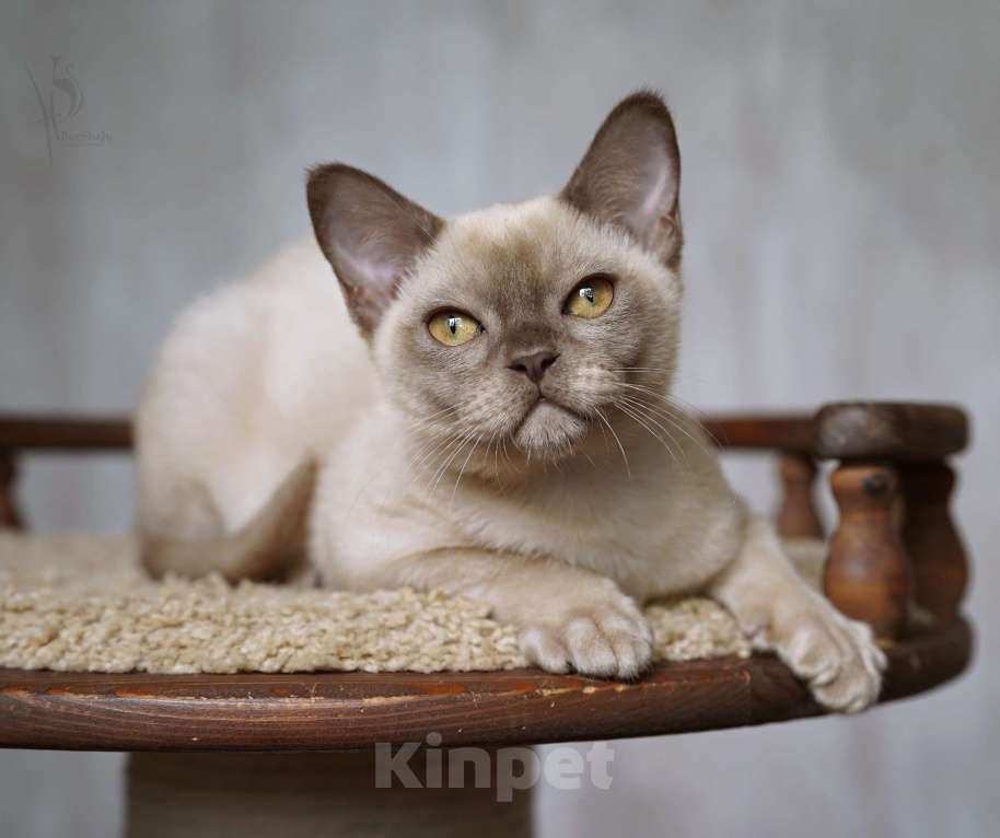 Кошки в Москве: Европейская бурма шоколадный мальчик Мальчик, Бесплатно - фото 3