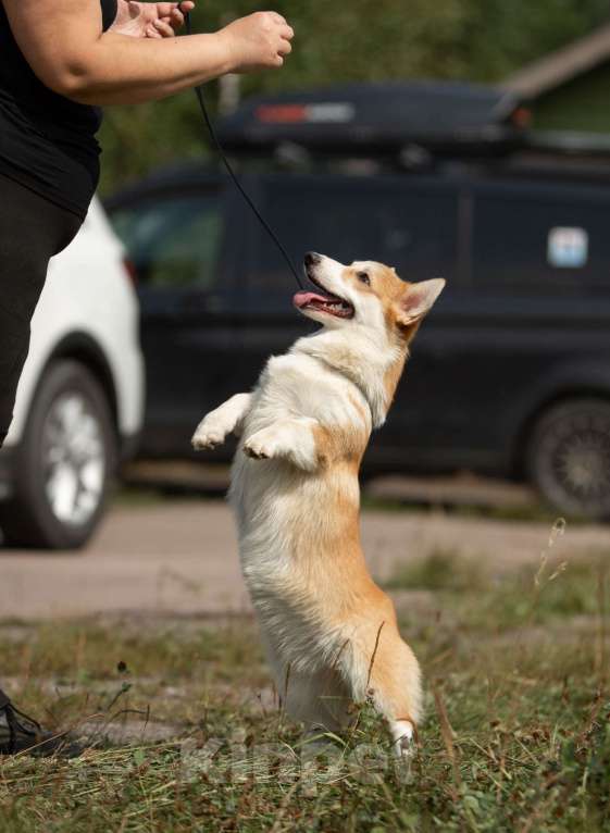 Собаки в Санкт-Петербурге: Перспективная сука вельш корги пемброка Девочка, 120 000 руб. - фото 3