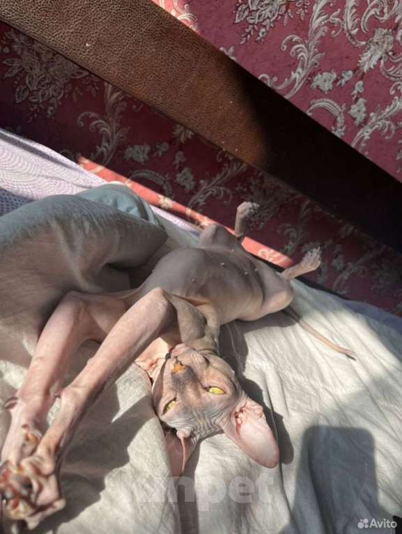 Кошки в Стерлитамаке: Котята донского сфинкса  Девочка, 6 500 руб. - фото 2