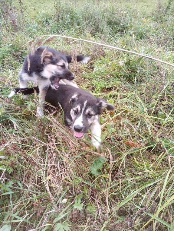 Собаки в Санкт-Петербурге: Гермиона, спортсменка, умница, просто красавица. Мальчик, 500 руб. - фото 4