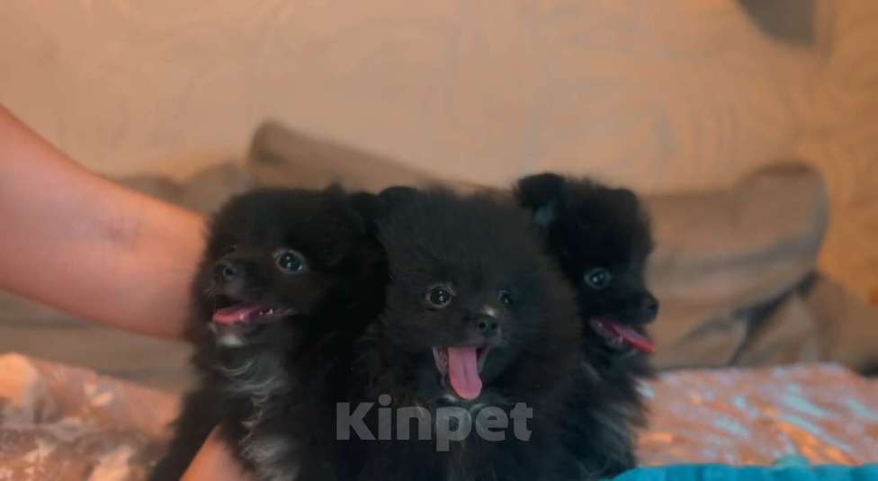 Собаки в Люберцах: Ищут семью 2 девочки и один мальчик  Девочка, 40 000 руб. - фото 3