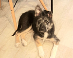 Собаки в Фокино: Очаровательная Тина в добрые руки Девочка, Бесплатно - фото 3