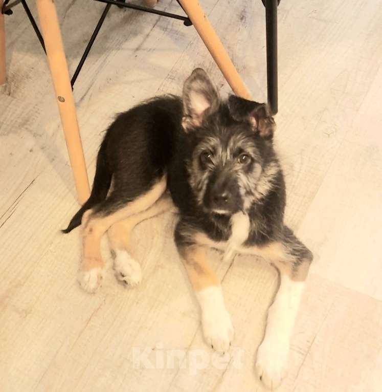 Собаки в Фокино: Очаровательная Тина в добрые руки Девочка, Бесплатно - фото 3