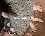 Собаки в Екатеринбурге: Милашка Эми ищет семью Девочка, 3 000 руб. - фото 2