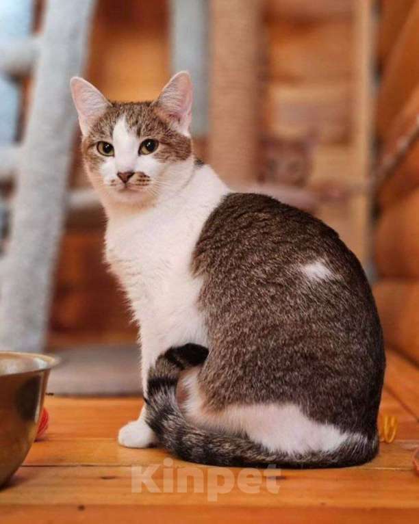 Кошки в Москве: Молли ищет дом  Девочка, Бесплатно - фото 3