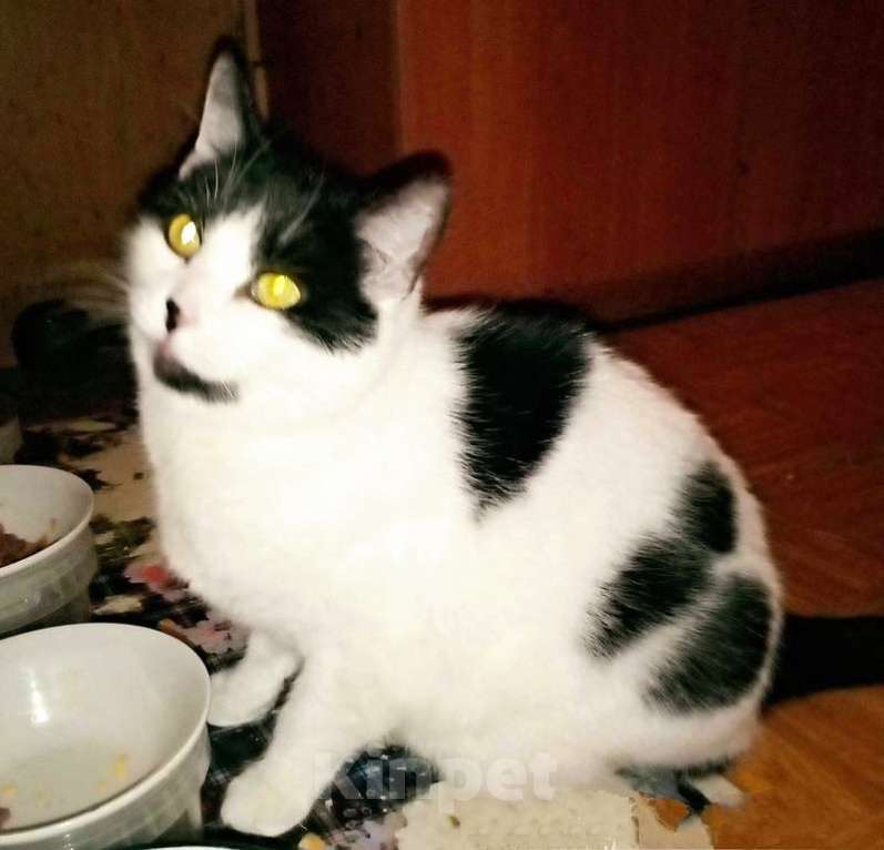 Кошки в Москве: Ласковая и домашняя кошка Марта ищет добрые руки Девочка, 1 руб. - фото 2