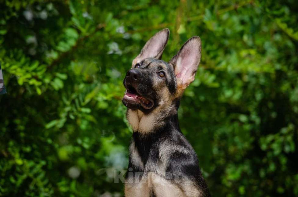 Собаки в Волжском: Щенок ВЕО Девочка, 35 000 руб. - фото 3