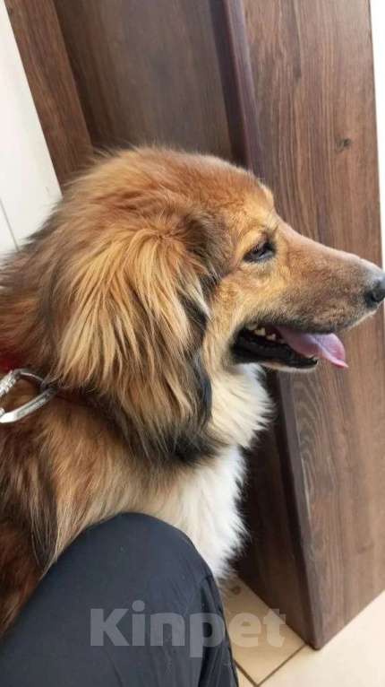 Собаки в Санкт-Петербурге: Отдам собаку бесплатно. Мальчик, Бесплатно - фото 1