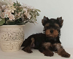 Собаки в других городах Свердловской области: Йоркширский терьер щенок Девочка, 65 000 руб. - фото 1
