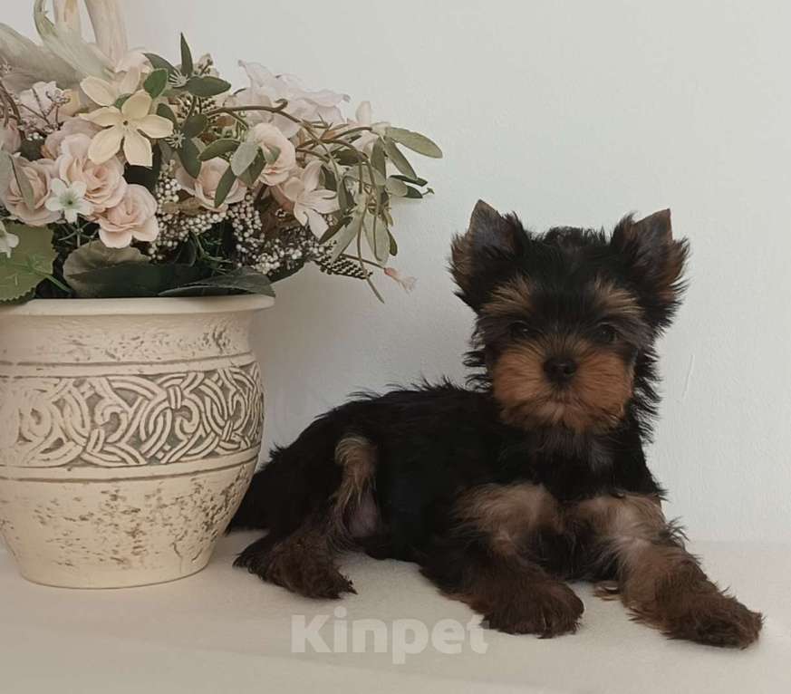 Собаки в других городах Свердловской области: Йоркширский терьер щенок Девочка, 65 000 руб. - фото 1