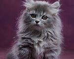 Кошки в Барнауле: Котик Юкотан💙 Мальчик, Бесплатно - фото 4