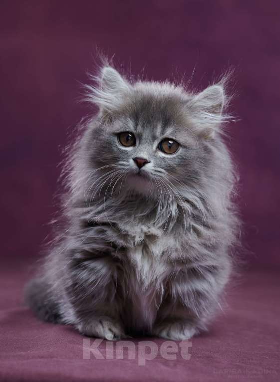 Кошки в Барнауле: Котик Юкотан💙 Мальчик, Бесплатно - фото 4