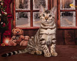 Кошки в Москве: Бенгальский снежный котенок. Девочка Девочка, 50 000 руб. - фото 3
