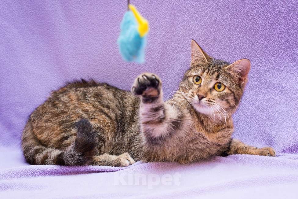 Кошки в других городах Московской области: Сливка Девочка, Бесплатно - фото 3