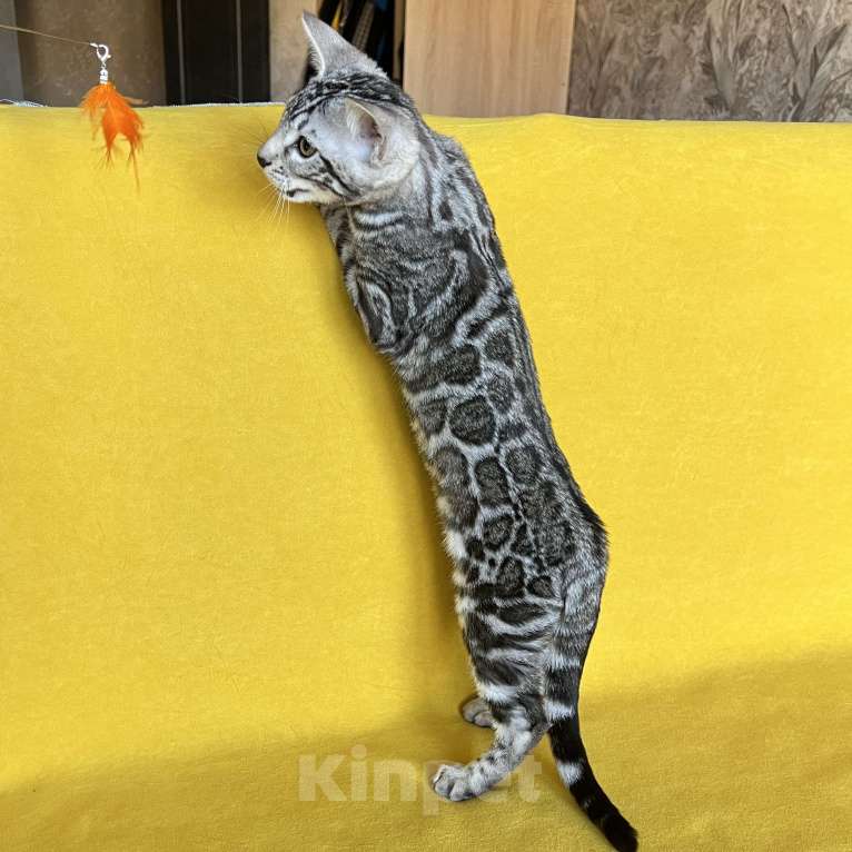 Кошки в Москве: Яркая девочка бенгальской породы Девочка, Бесплатно - фото 4