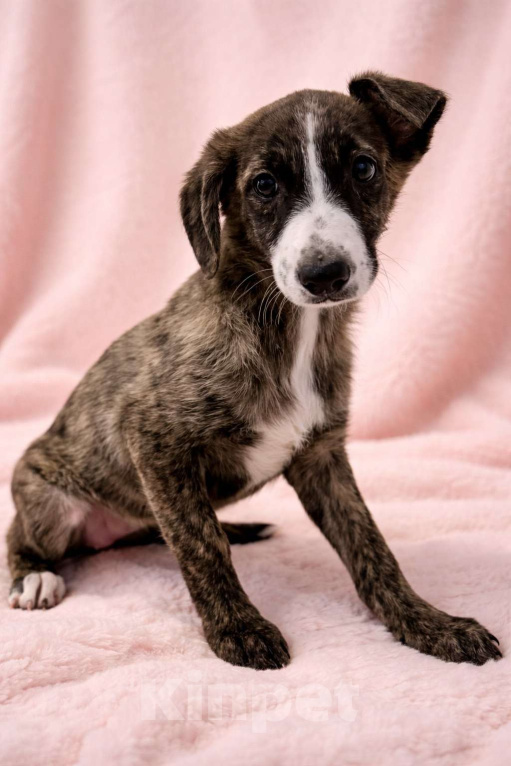 Собаки в Москве: Терри девочка в поисках дома Девочка, Бесплатно - фото 9