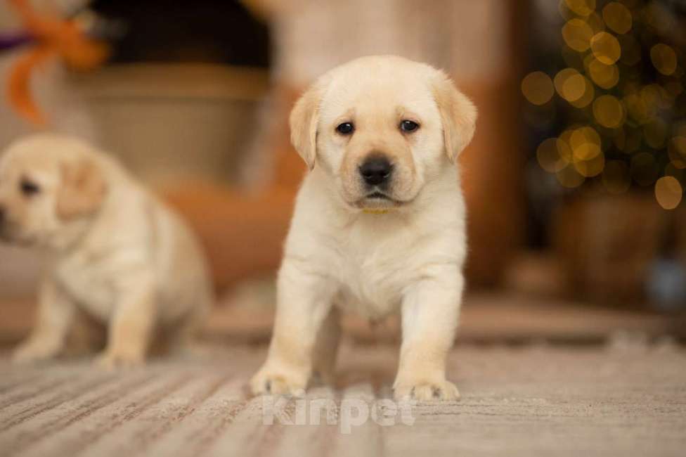 Собаки в Санкт-Петербурге: IRISLAV COME TRUE Мальчик, 140 000 руб. - фото 2