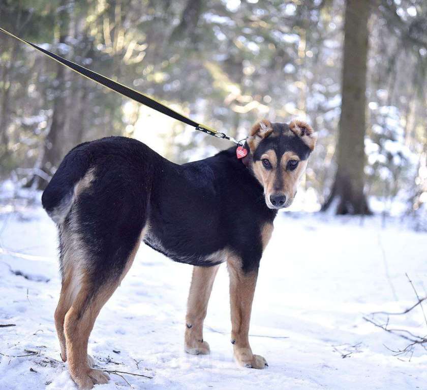 Собаки в Пушкино: Красавица Молли Девочка, 1 руб. - фото 1