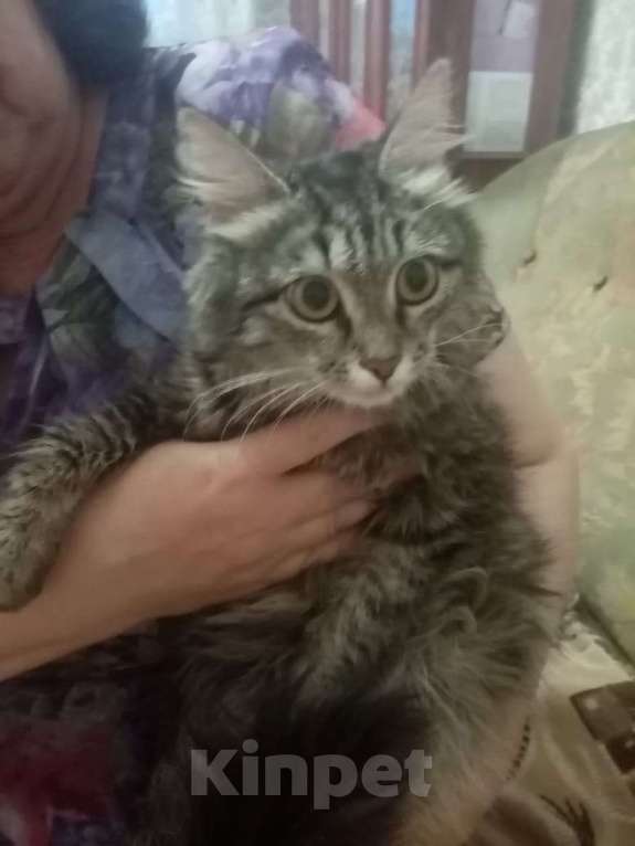 Кошки в Саратове: Срочно! Подкидыши.  Девочка, Бесплатно - фото 2