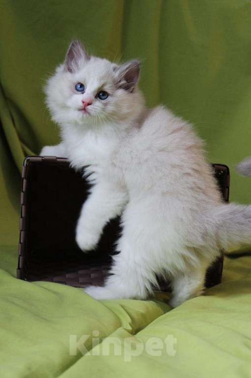 Кошки в Санкт-Петербурге: Рэгдолл Мальчик, Бесплатно - фото 2