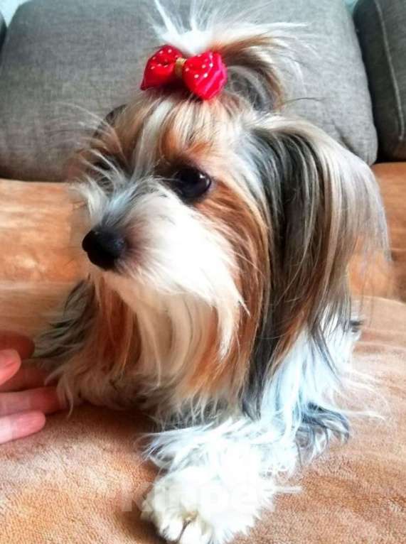 Собаки в Наро-Фоминске: Очаровательные щенки Бивер-Йорка Мальчик, 45 000 руб. - фото 7