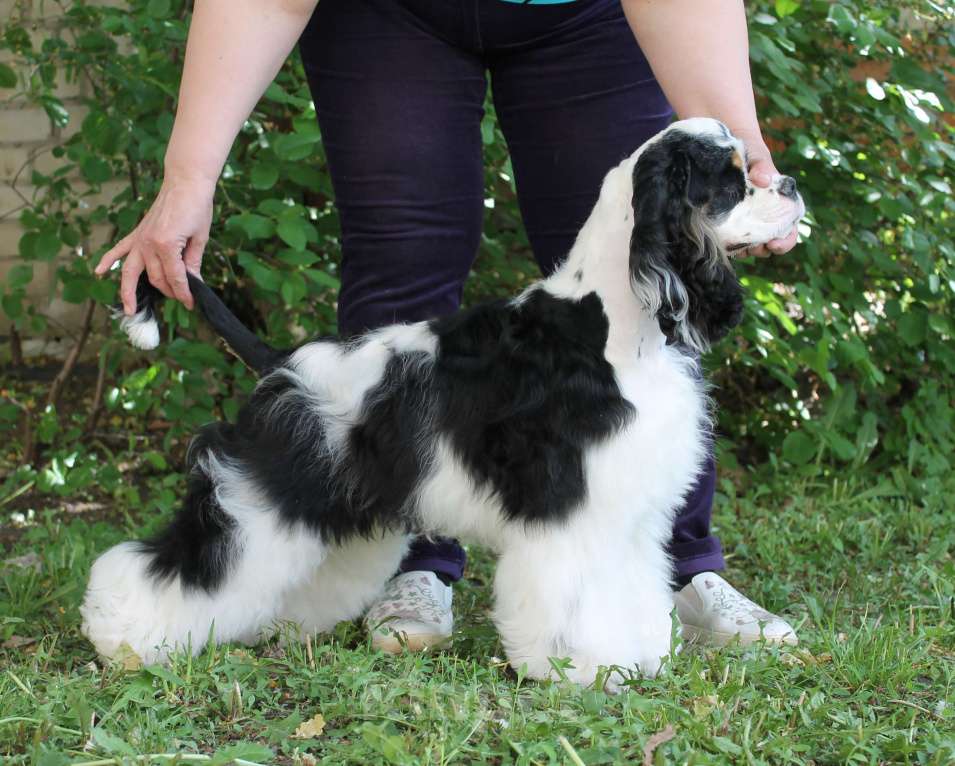 Собаки в Тамбове: щенки Американского кокер спаниеля, мальчики Мальчик, 40 000 руб. - фото 3