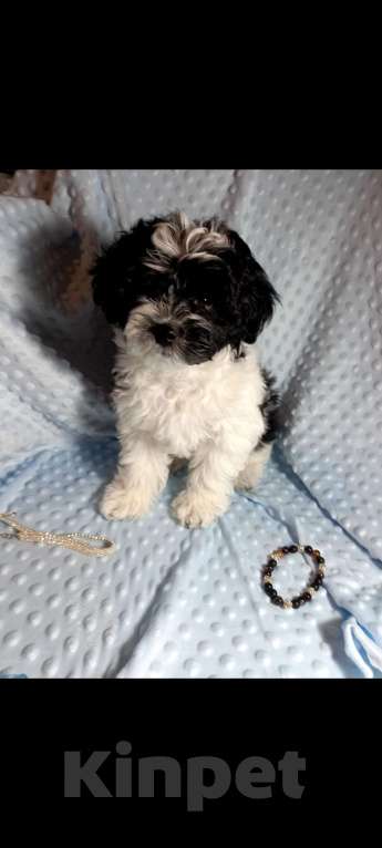 Собаки в Наро-Фоминске: Мальтипу Мальчик, 30 000 руб. - фото 1