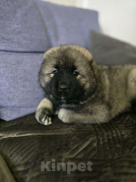 Собаки в других городах Воронежской области: Щенки кавказской овчарки.Девочки. Девочка, 40 000 руб. - фото 1