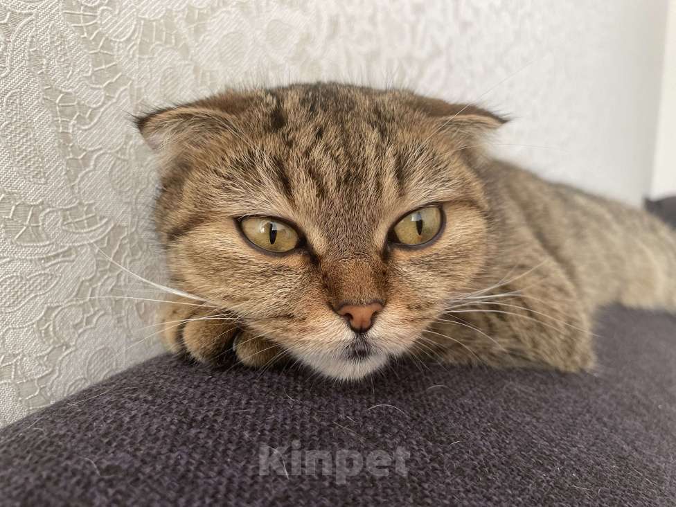 Кошки в Уфе: Отдаю бесплатно породистую кошку, может кому-то нужна будет для разведения  Девочка, Бесплатно - фото 4