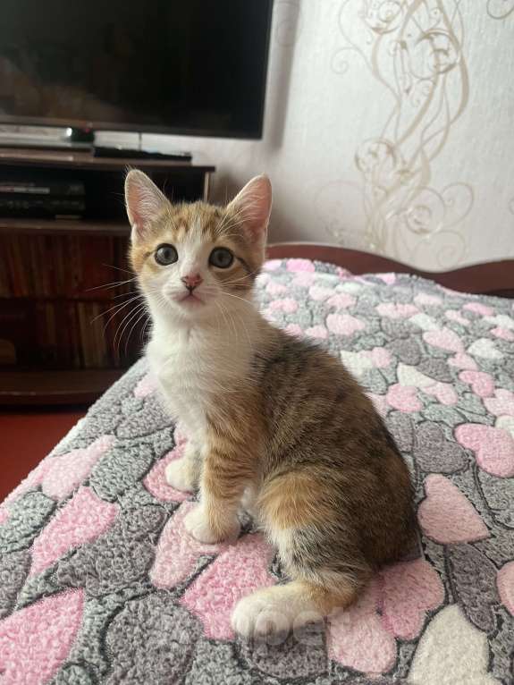 Кошки в Острогожске: Котэ Девочка, 1 руб. - фото 3