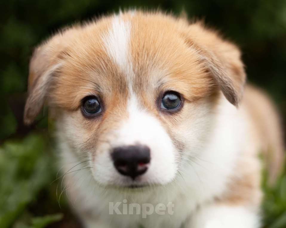 Собаки в Ачинске: Продам Девочка, 70 000 руб. - фото 3