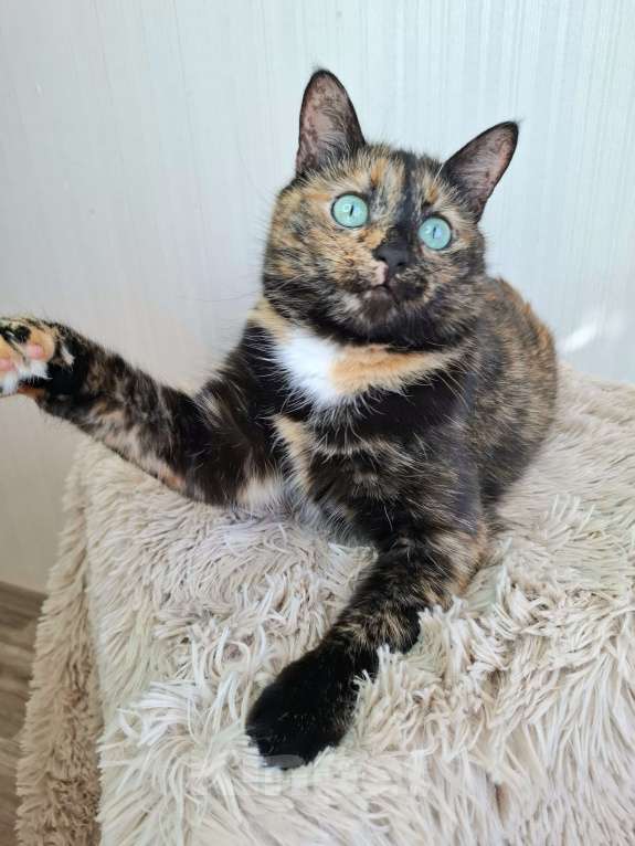 Кошки в Москве: Амели будет на выставке-пристройстве в Москве Девочка, Бесплатно - фото 4