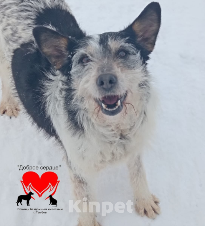 Собаки в Тамбове: Липисинка  Девочка, Бесплатно - фото 5