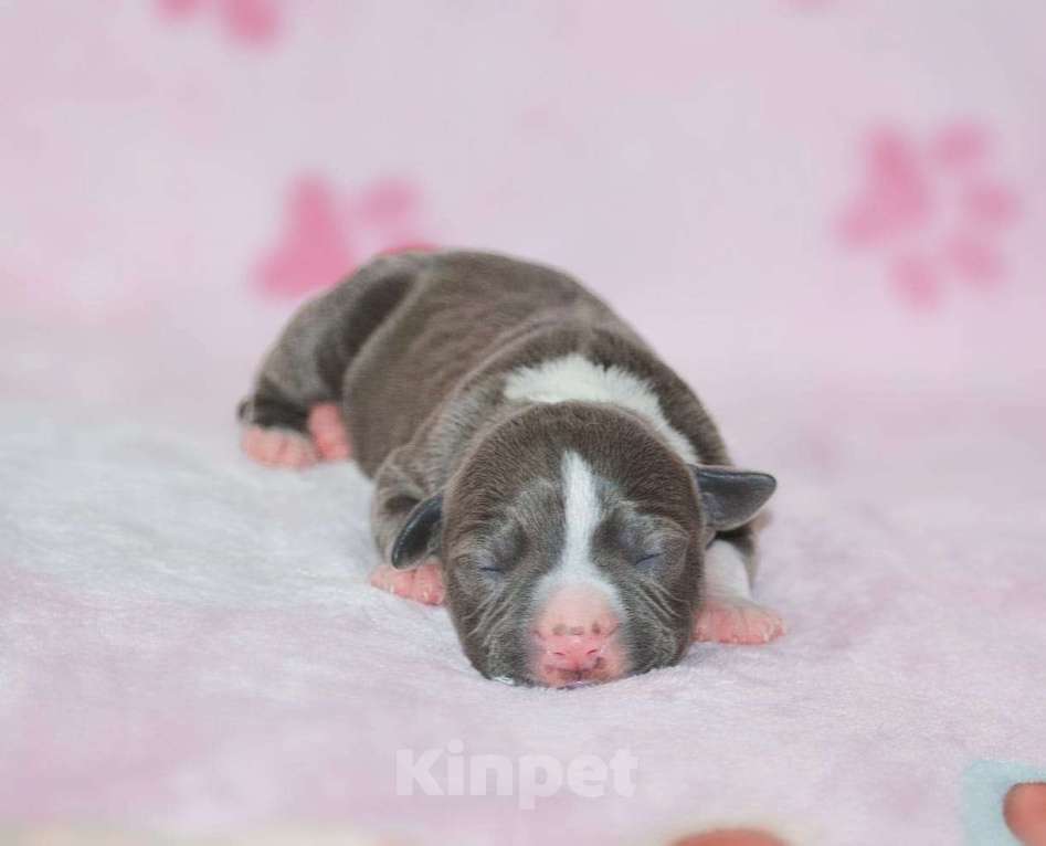 Собаки в Москве: Мальчики голубого с белым окраса Мальчик, 100 000 руб. - фото 3