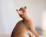 Кошки в Орле: Абиссинские котята Девочка, 1 руб. - фото 7