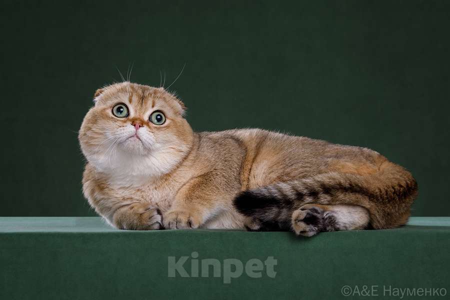 Кошки в других городах Московской области: Кот с допуском на вязку Мальчик, 10 000 руб. - фото 4