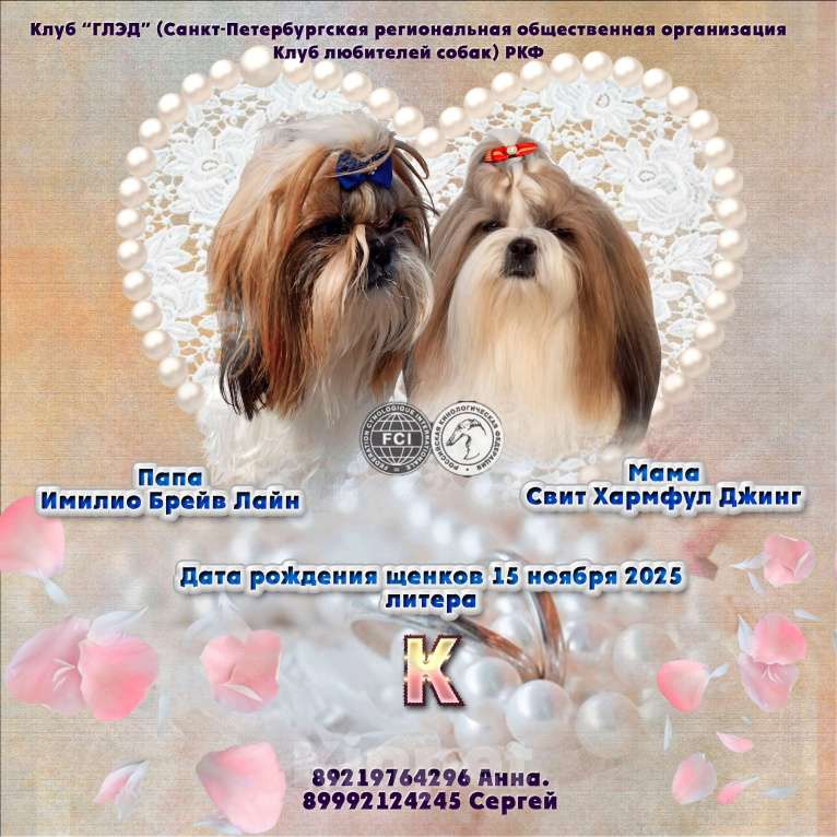 Собаки в Санкт-Петербурге: золотой ши-тцу Мальчик, 30 000 руб. - фото 5