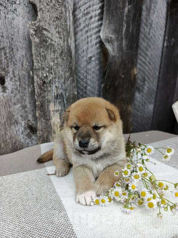 Собаки в Москве: Мальчишка сиба ину Мальчик, 30 000 руб. - фото 2