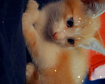 Кошки в Чебоксарах: котёнок умный,красивый, ласковый Мальчик, 50 руб. - фото 2