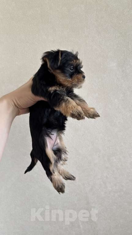 Собаки в Мытищах: Продаю щенков мини Йорка  Девочка, 20 000 руб. - фото 5