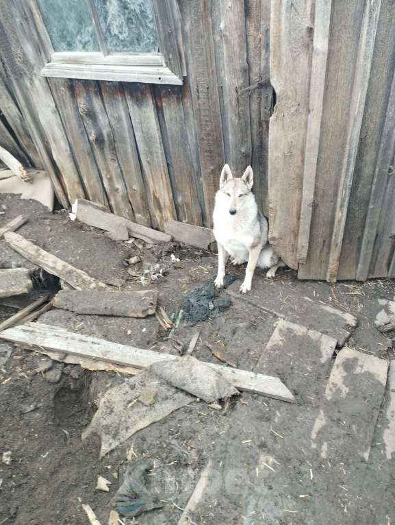 Собаки в других городах Новосибирской области: Отдам охотниеу рабочую лайку Девочка, Бесплатно - фото 1